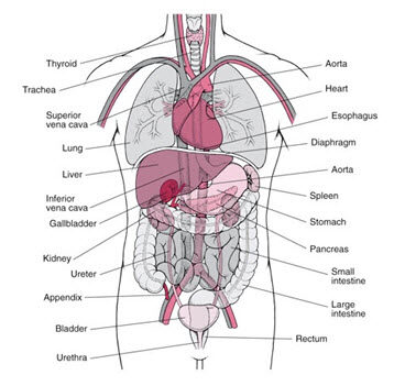 Trunk organs and major blood vessels