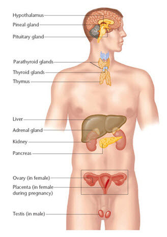 Simplified diagram of selected endocrine glands