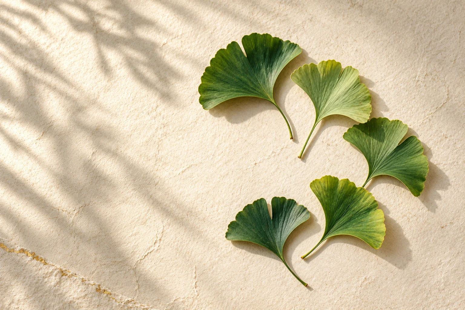 Five green ginkgo leaves form a loose arc on textured ivory paper.
