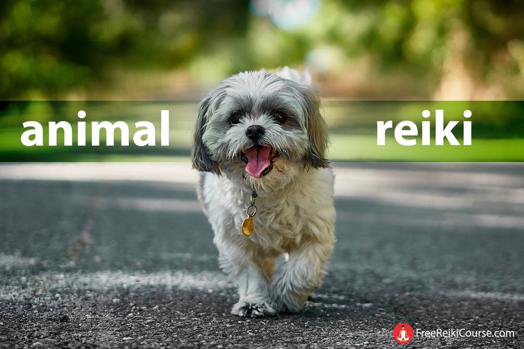 Learn how to do Animal Reiki