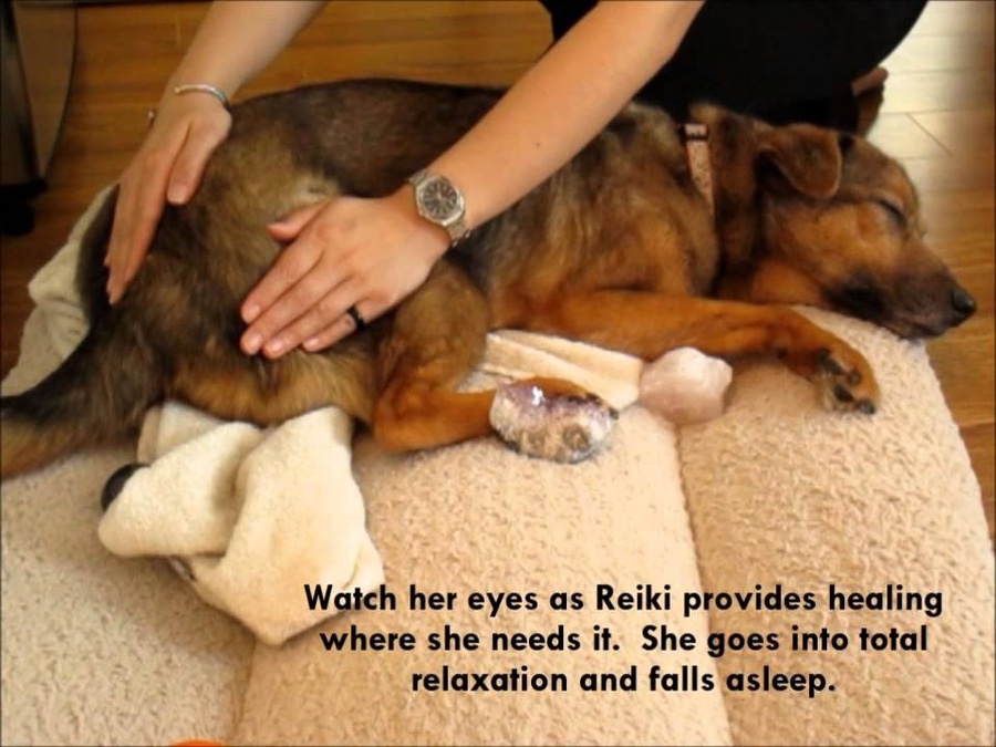 Reiki Healing for Dogs