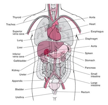 lymphatic system