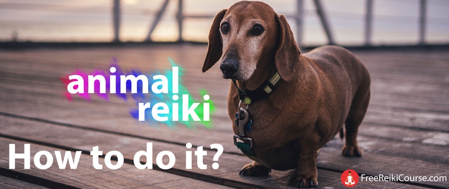 How to do Animal Reiki?